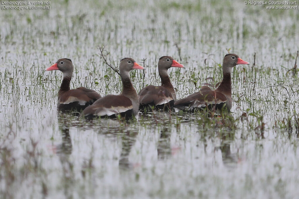 Black-bellied Whistling Duck