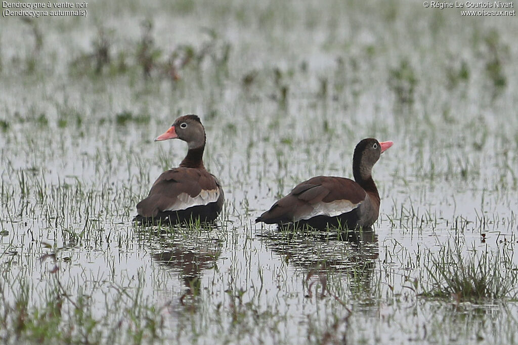 Black-bellied Whistling Duck, habitat