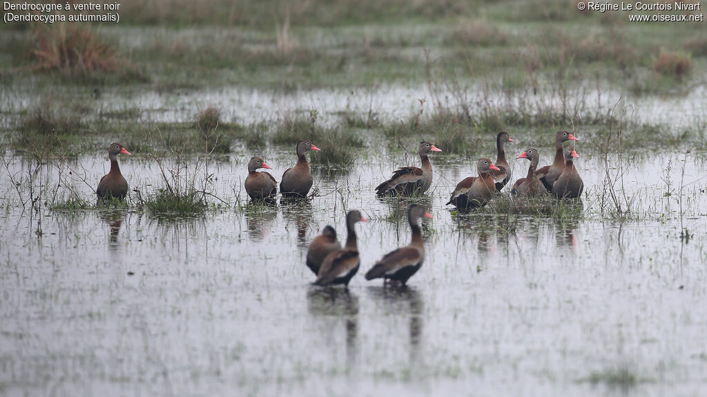 Black-bellied Whistling Duck