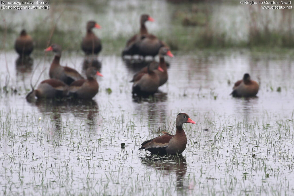 Black-bellied Whistling Duck