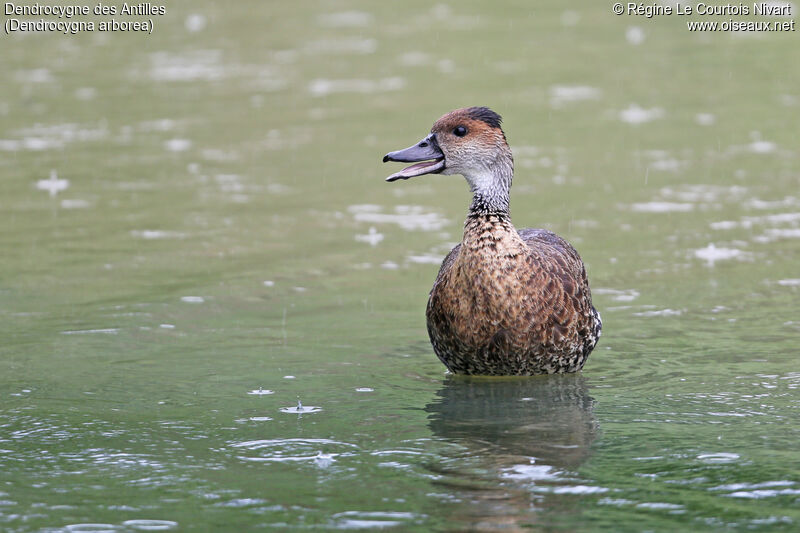 Dendrocygne des Antilles