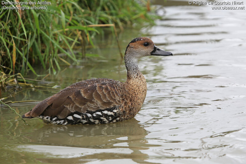 Dendrocygne des Antilles