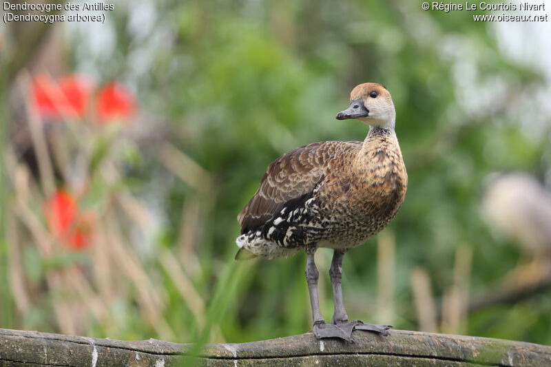 Dendrocygne des Antilles