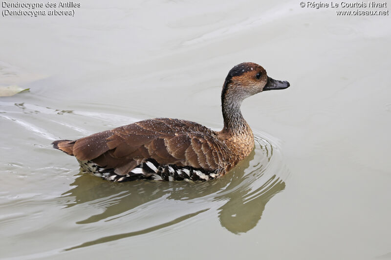 Dendrocygne des Antilles