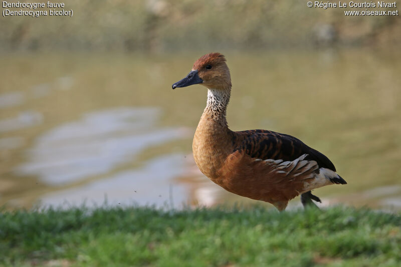 Dendrocygne fauve