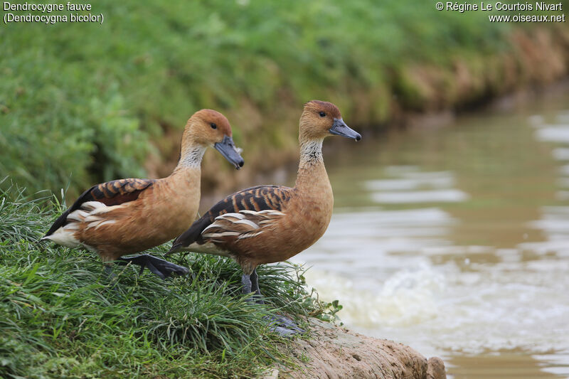 Dendrocygne fauve