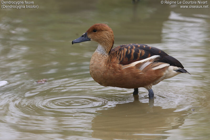 Dendrocygne fauve