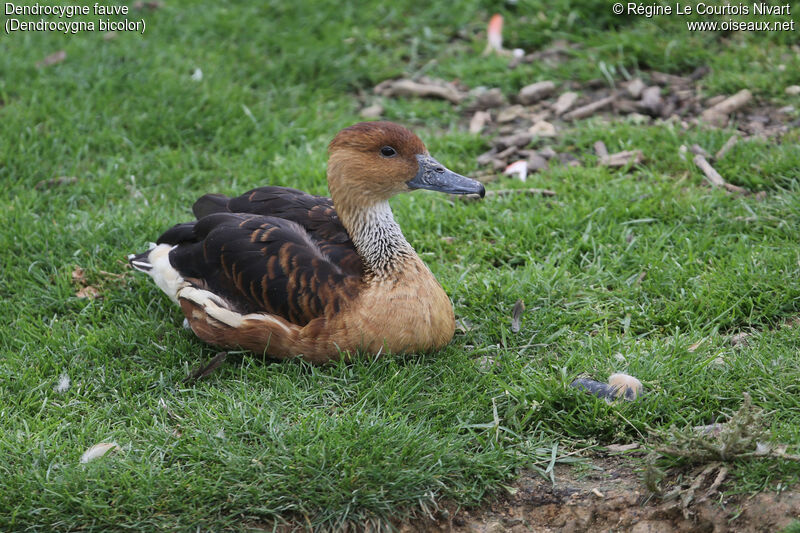 Dendrocygne fauve