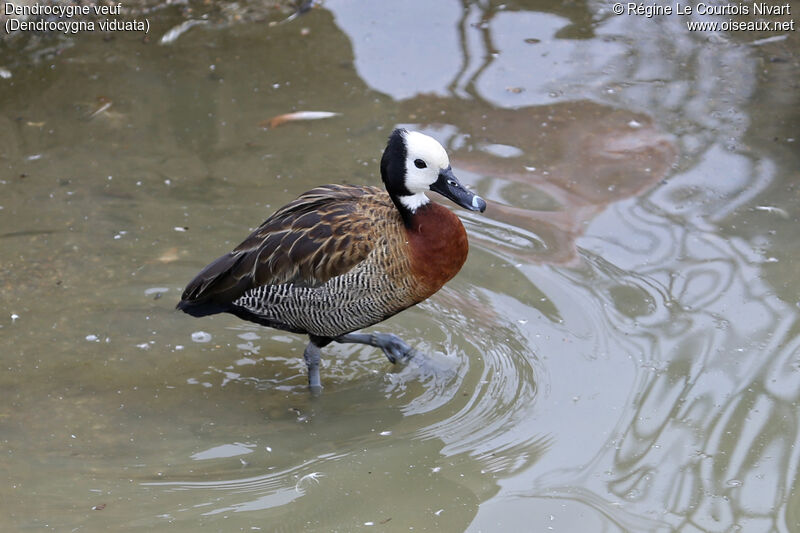 Dendrocygne veuf