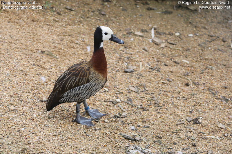 Dendrocygne veuf