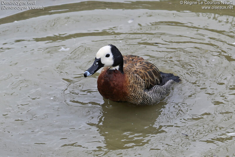 Dendrocygne veuf