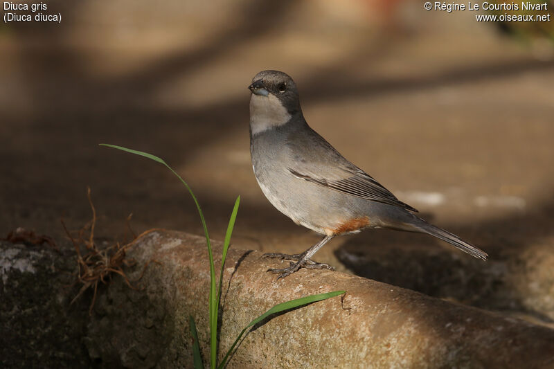 Diuca Finch