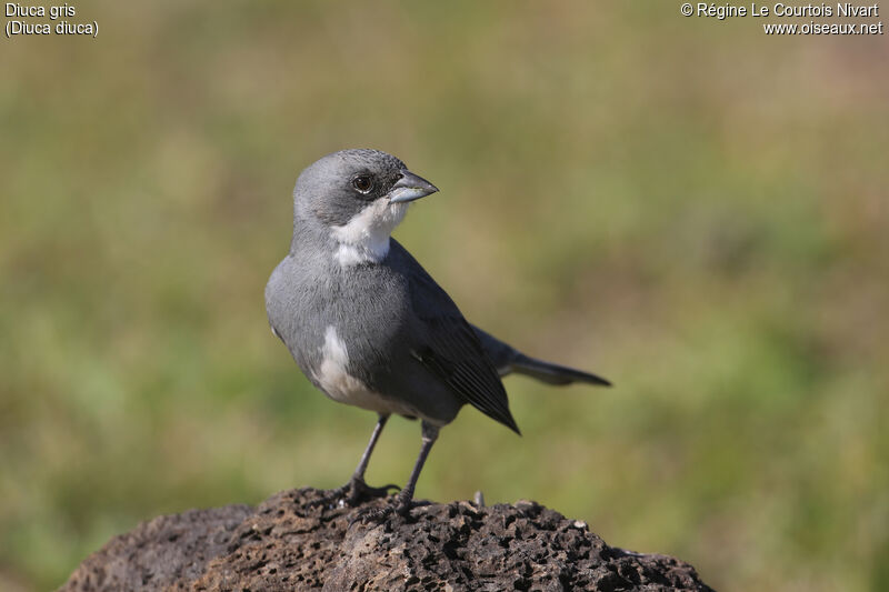 Diuca Finch