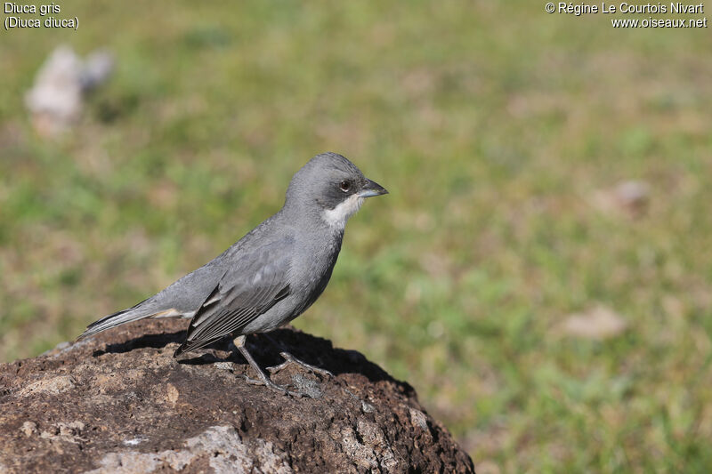 Diuca Finch