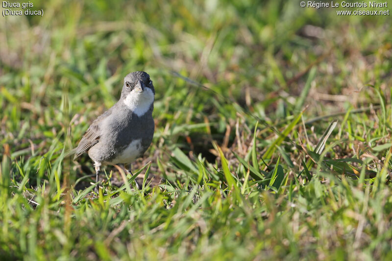 Diuca Finch