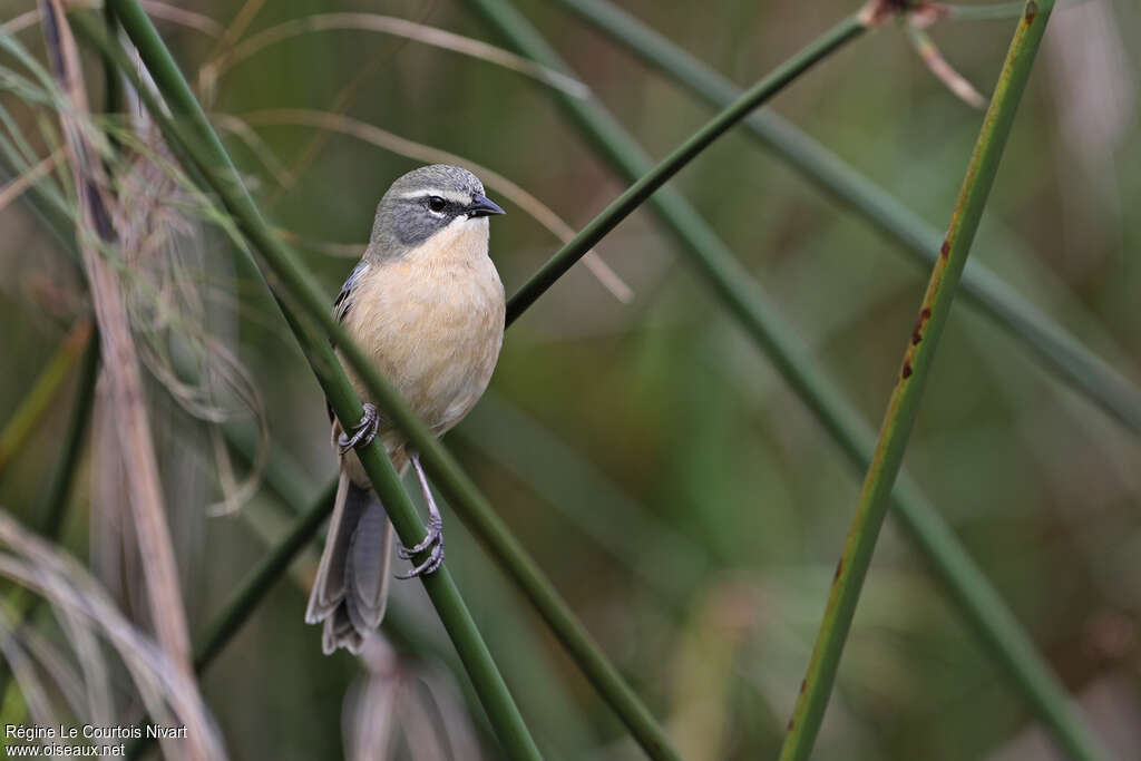 Donacospize des marais