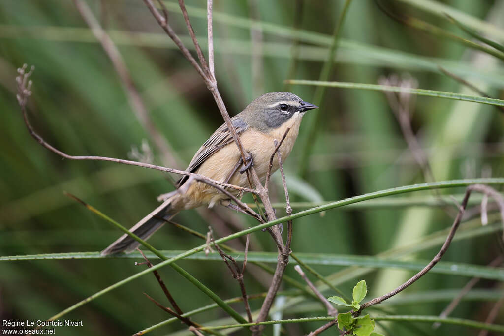 Donacospize des marais