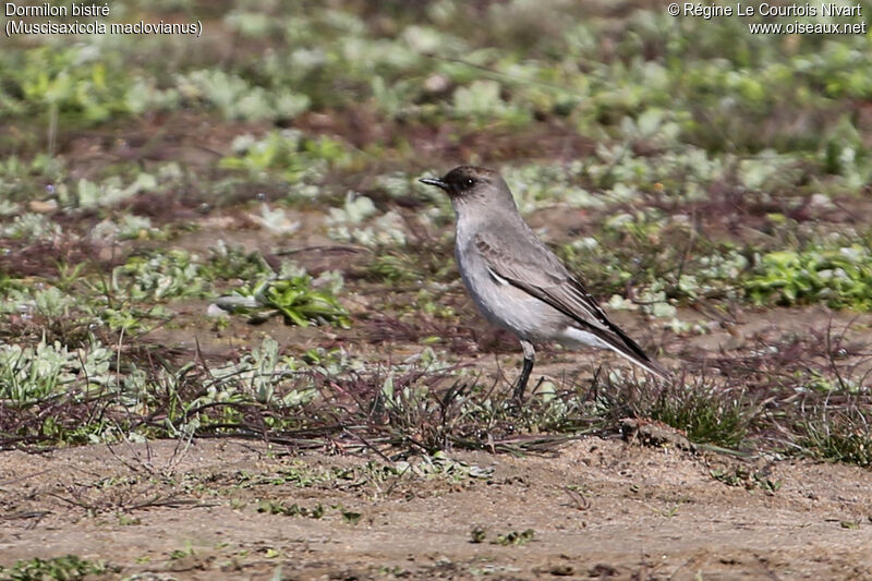 Dark-faced Ground Tyrant