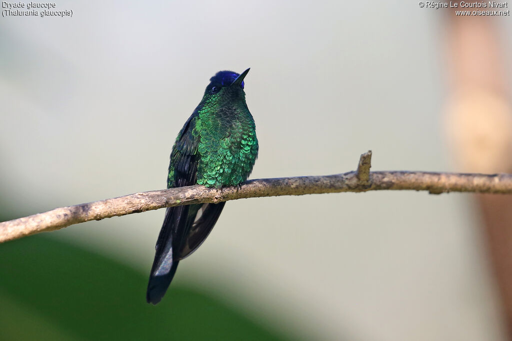 Dryade glaucope