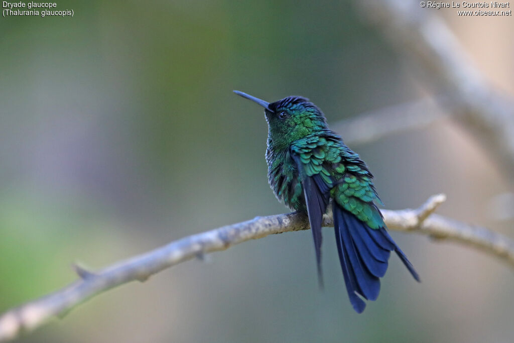 Dryade glaucope