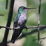 Dryade glaucope