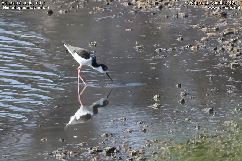 White-backed Stilt