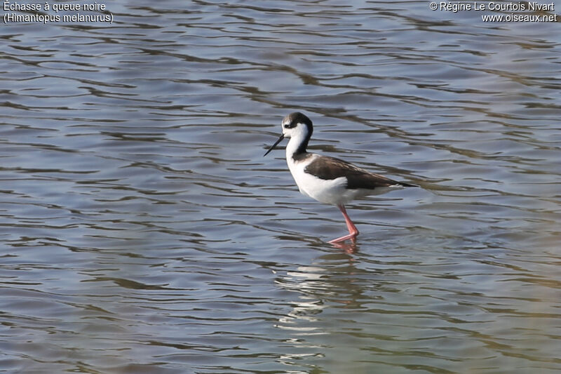 White-backed Stilt