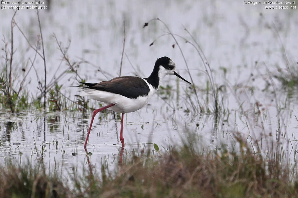 White-backed Stilt