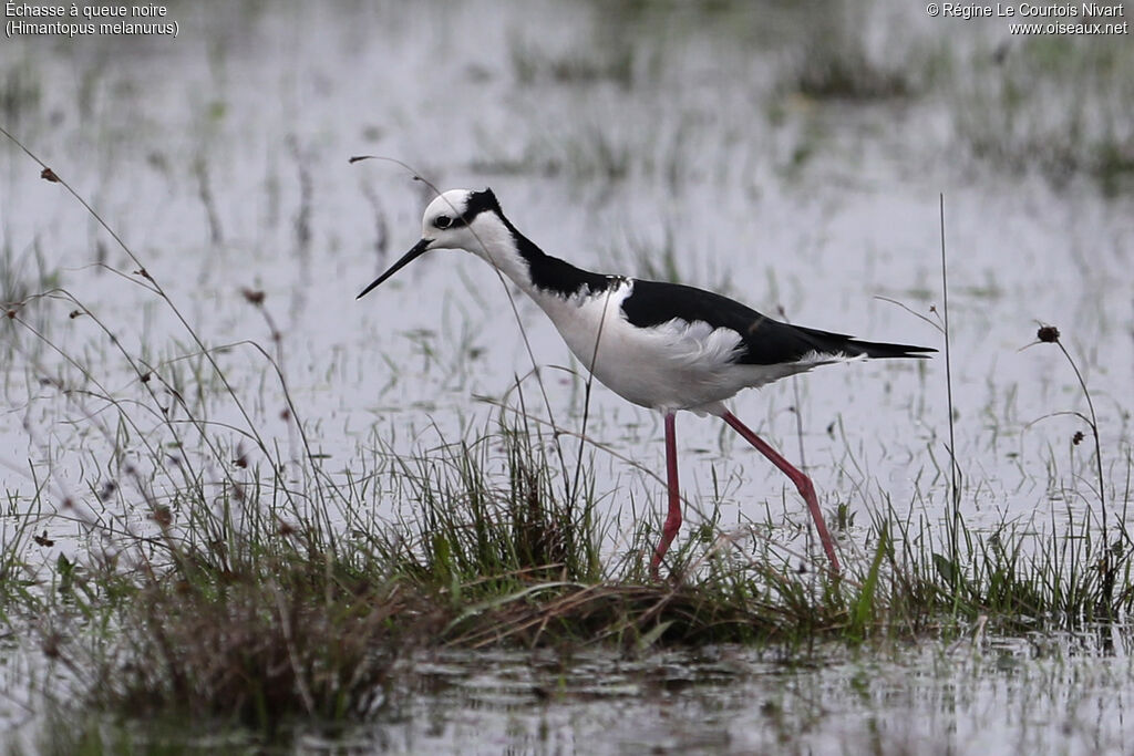 White-backed Stilt