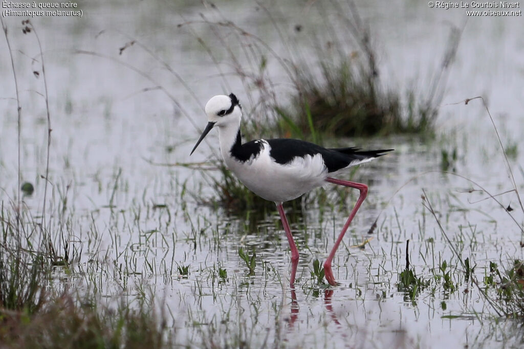 White-backed Stilt