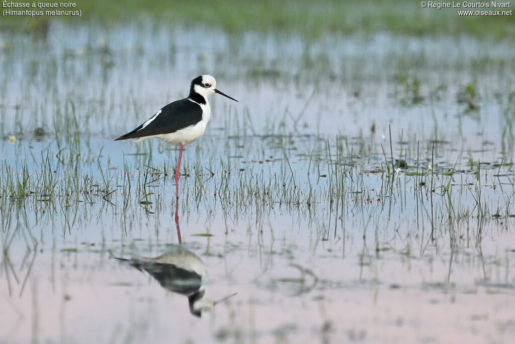 Échasse à queue noire