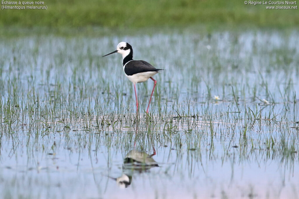 Échasse à queue noire