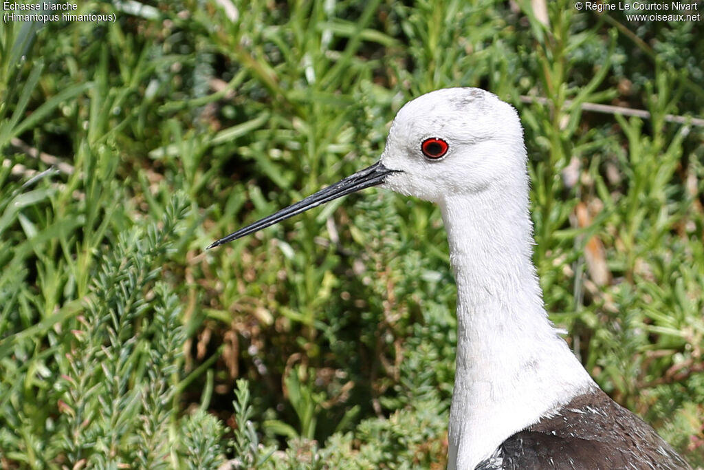 Échasse blanche femelle, portrait