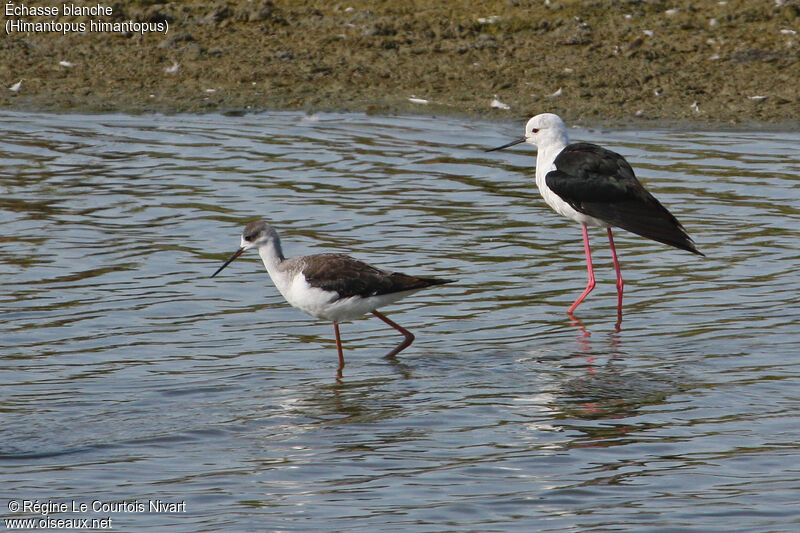 Black-winged Stilt