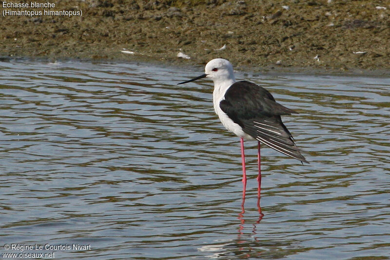 Black-winged Stiltadult