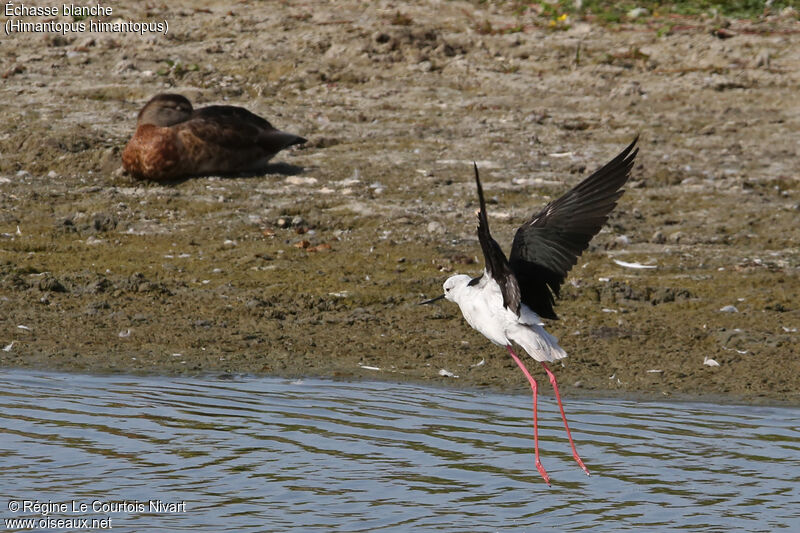 Black-winged Stilt