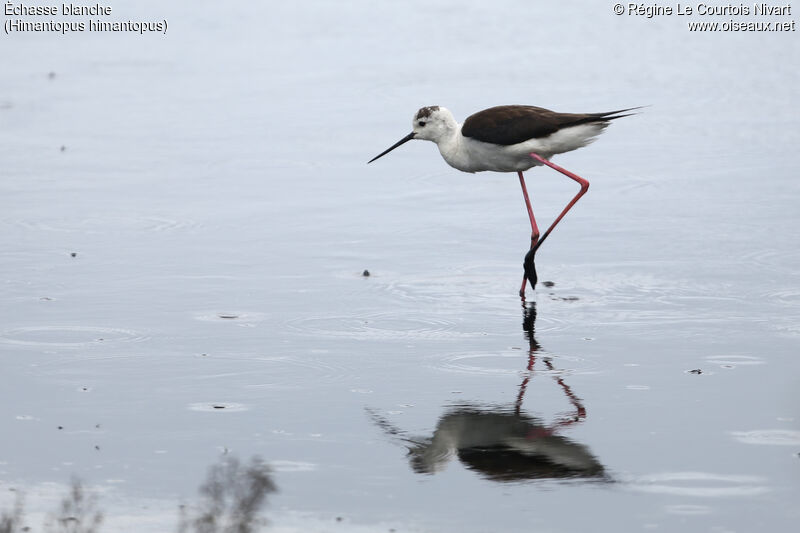 Black-winged Stilt