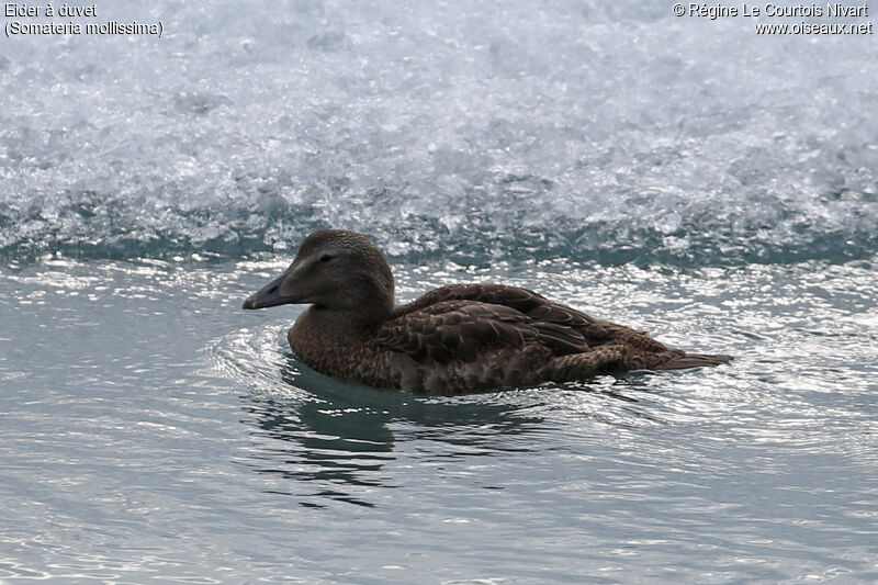 Eider à duvet