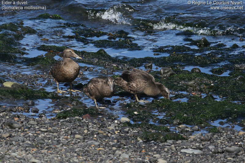 Common Eider