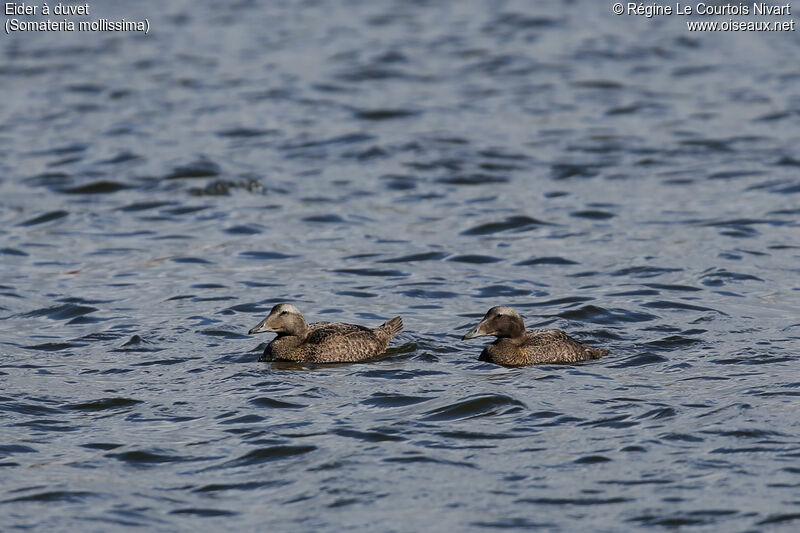 Eider à duvet