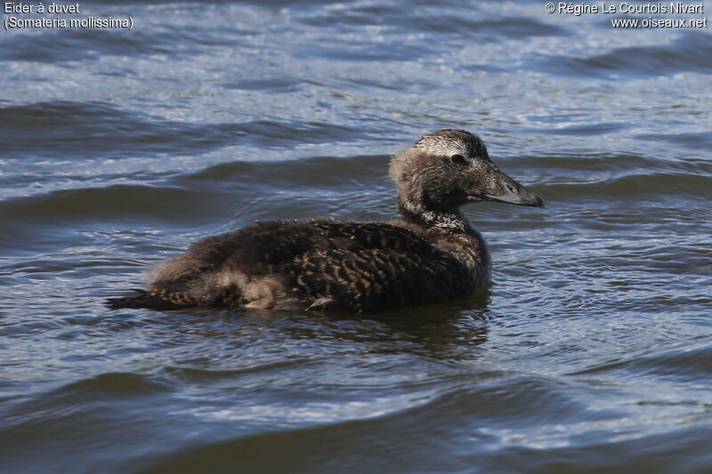 Eider à duvetjuvénile