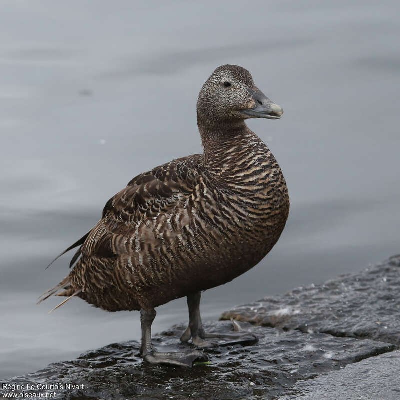 Common Eider female adult, identification