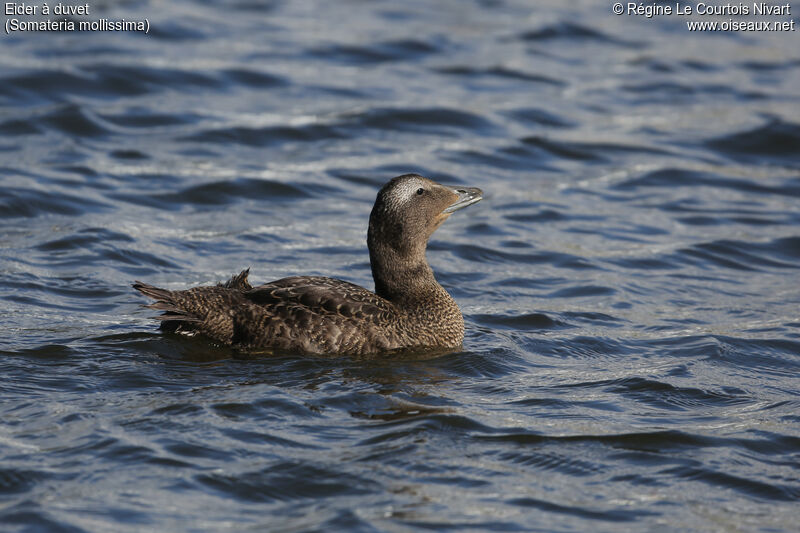 Eider à duvet