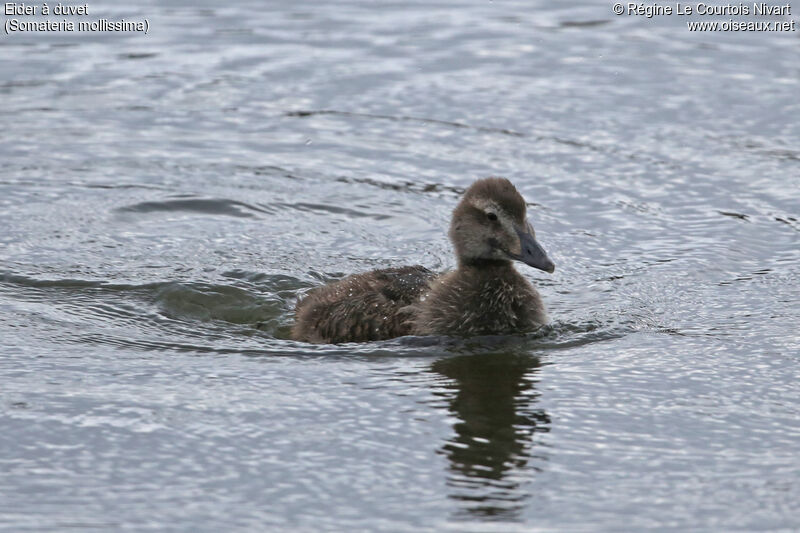 Eider à duvet