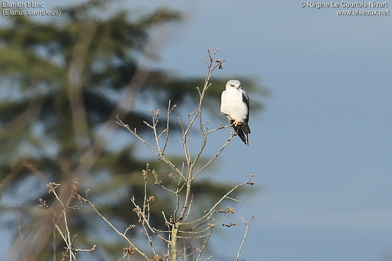 Black-winged Kite