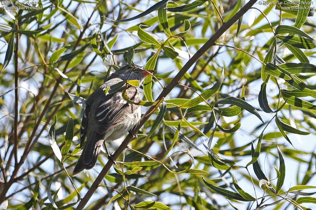 Élénie à bec court