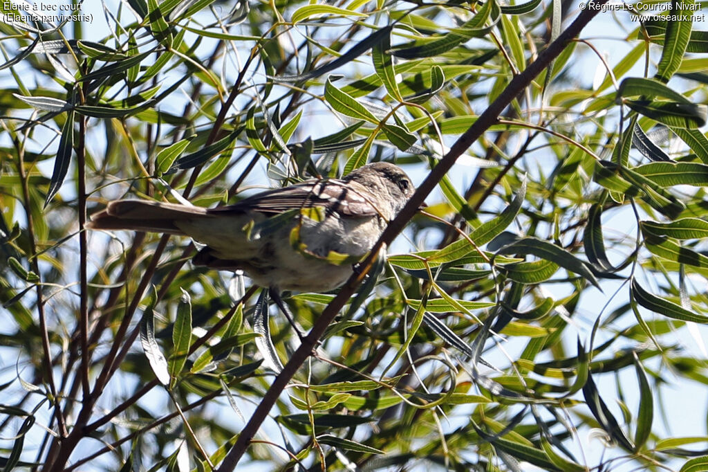 Élénie à bec court