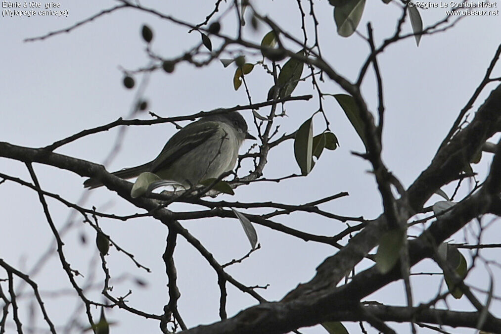 Élénie à tête grise