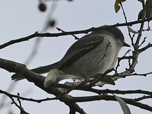 Élénie à tête grise