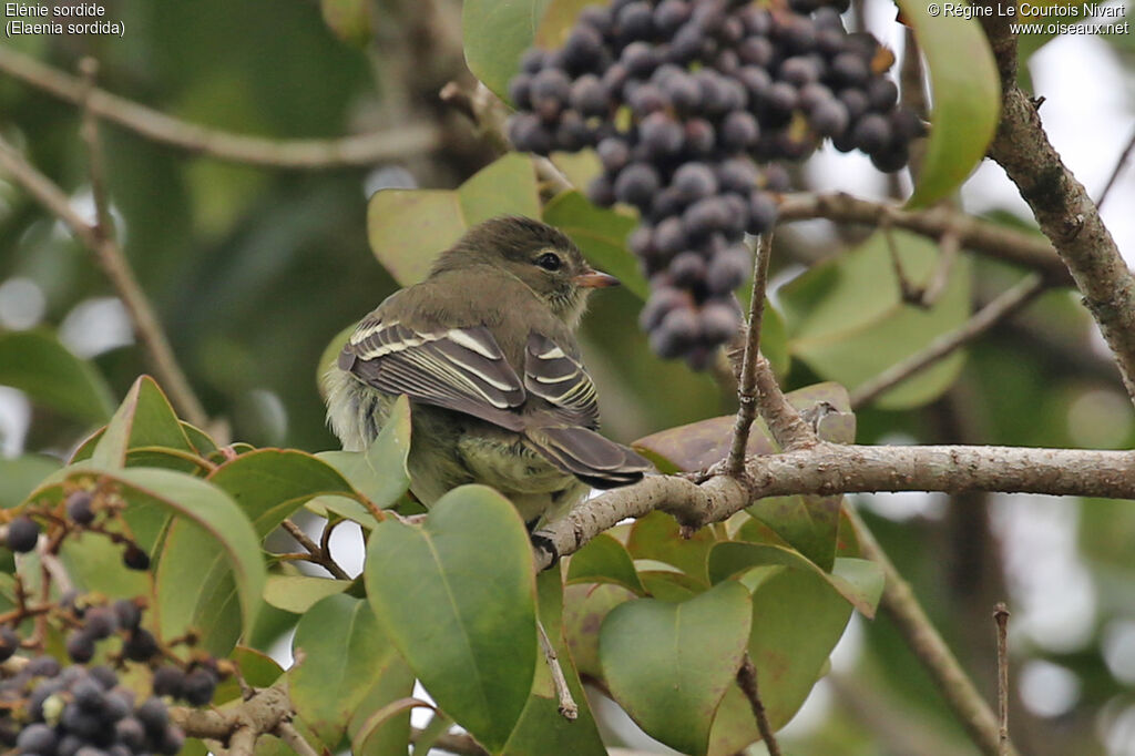 Elénie sordide - Élénie de Zimmer<br />